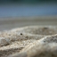 Sand Macro