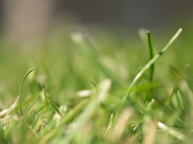 More Grass