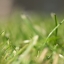 More Grass