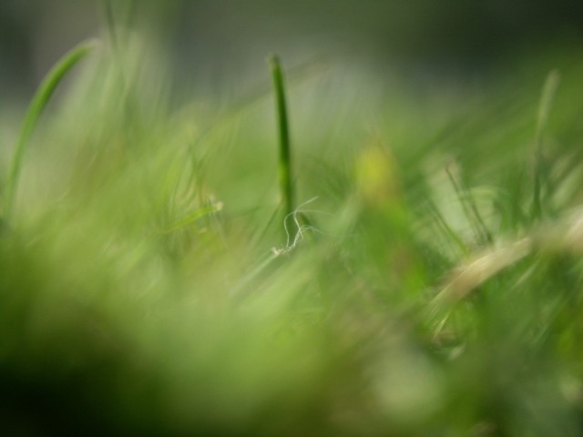 Grass