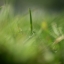 Grass