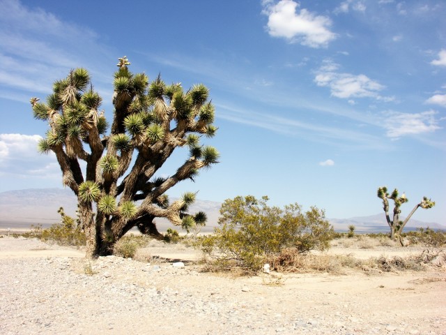 Joshua Tree