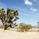 Joshua Tree