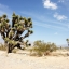 Joshua Tree