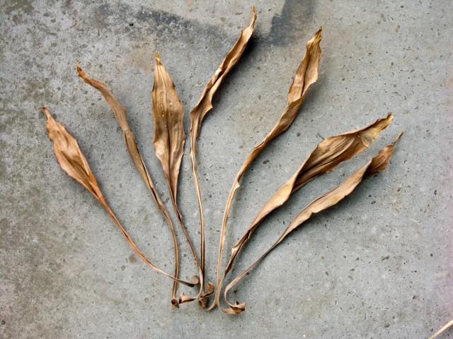 Dead Leaves