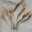 Dead Leaves